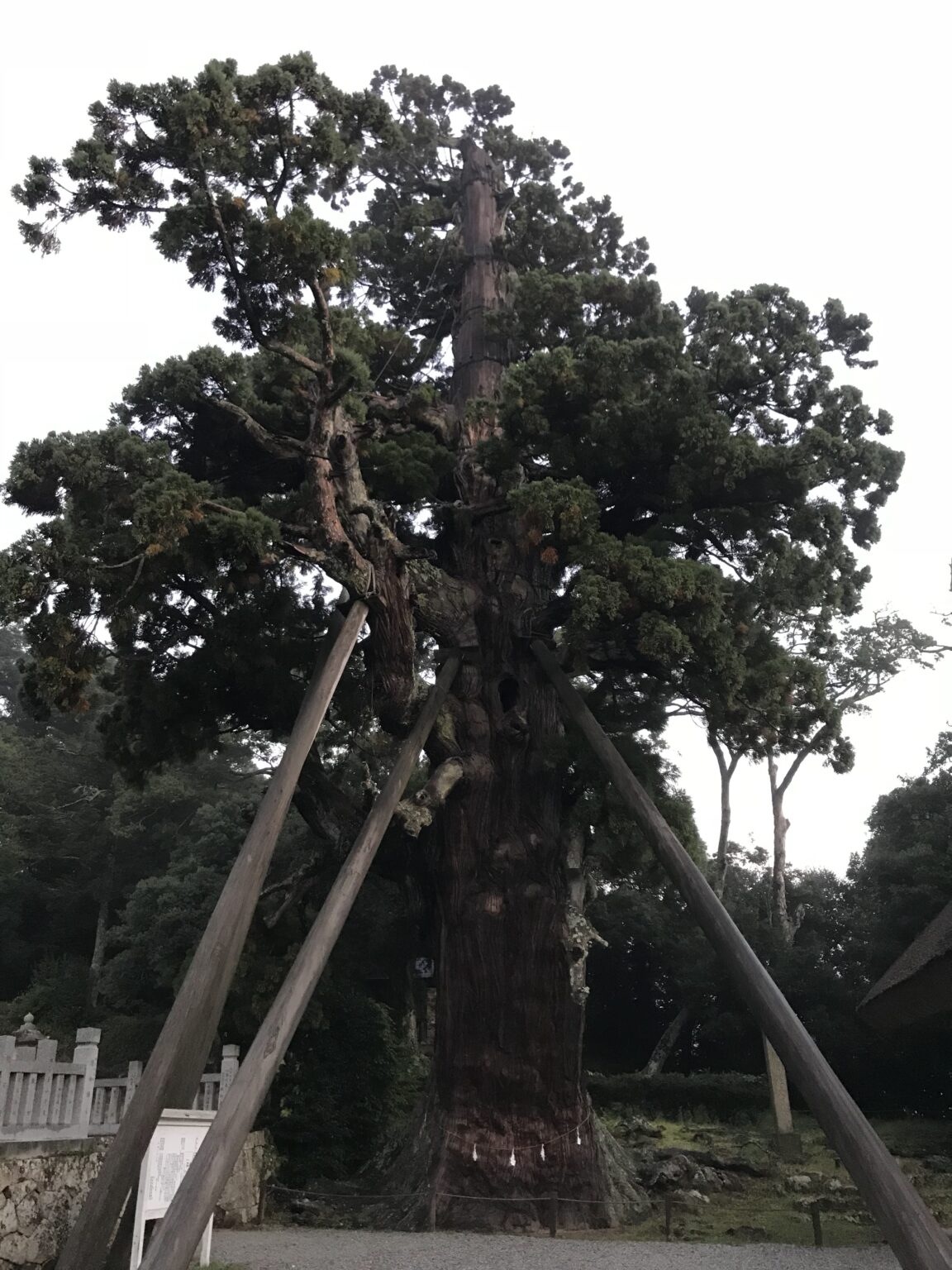 隠岐　玉若酢命神社　御神木