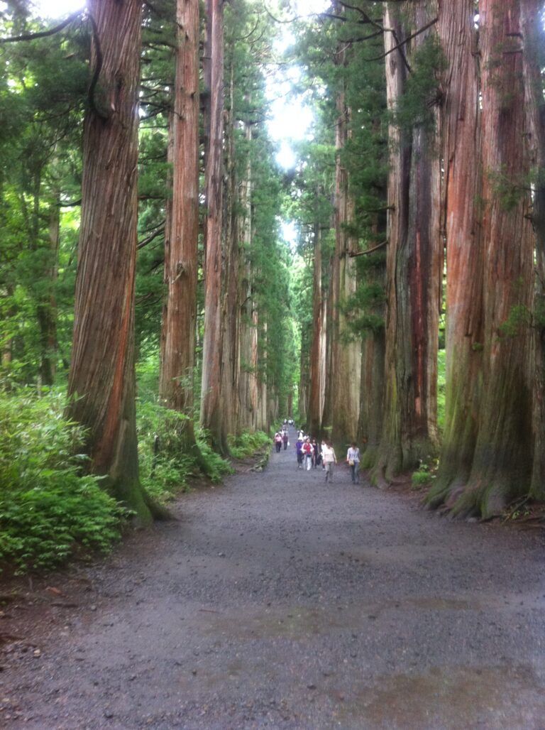 戸隠神社参道