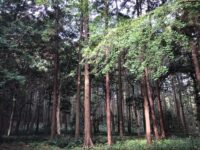 対馬 太祝詞神社