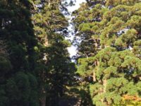 伯耆国 二ノ宮 大神山神社
