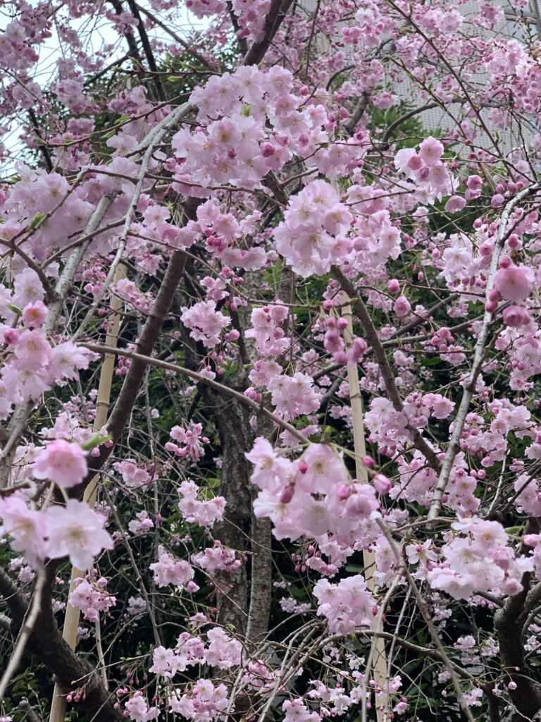 アイヌ新法に潜む問題点