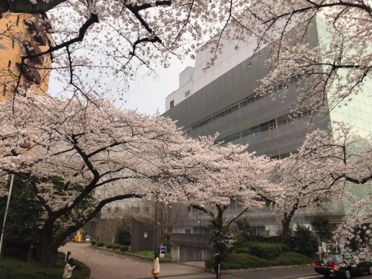 外堀の桜
