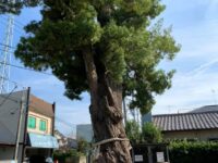 前玉神社