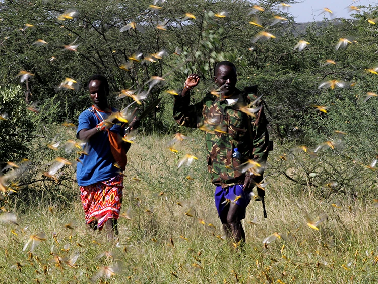 数億匹のバッタの群れ、ケニア荒らす 過去70年で最大(朝日新聞Globe+)より アフリカ各地に飛来するバッタの大群 天候不順が影響 過去数十年で最大規模