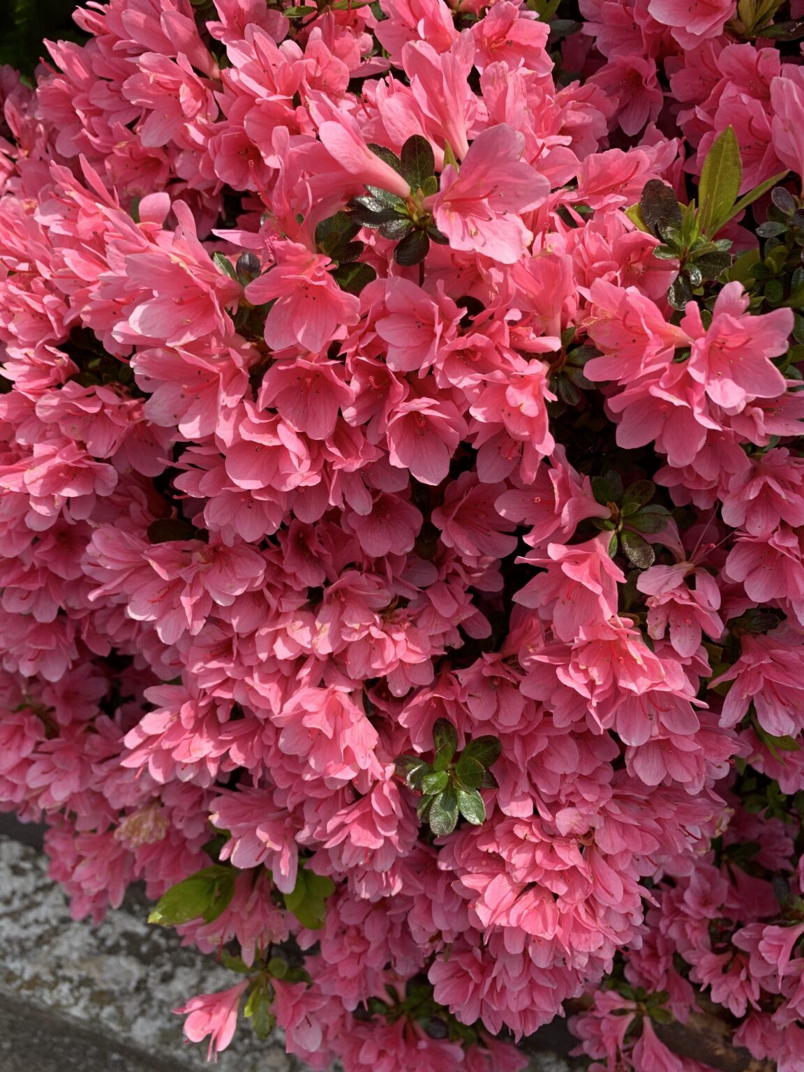 食料を備蓄する