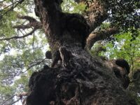 対馬 多久頭魂神社 神木