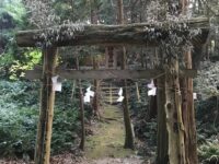 対馬 多久頭魂神社 神木