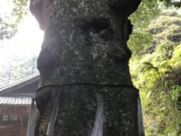 対馬 多久頭魂神社 神木