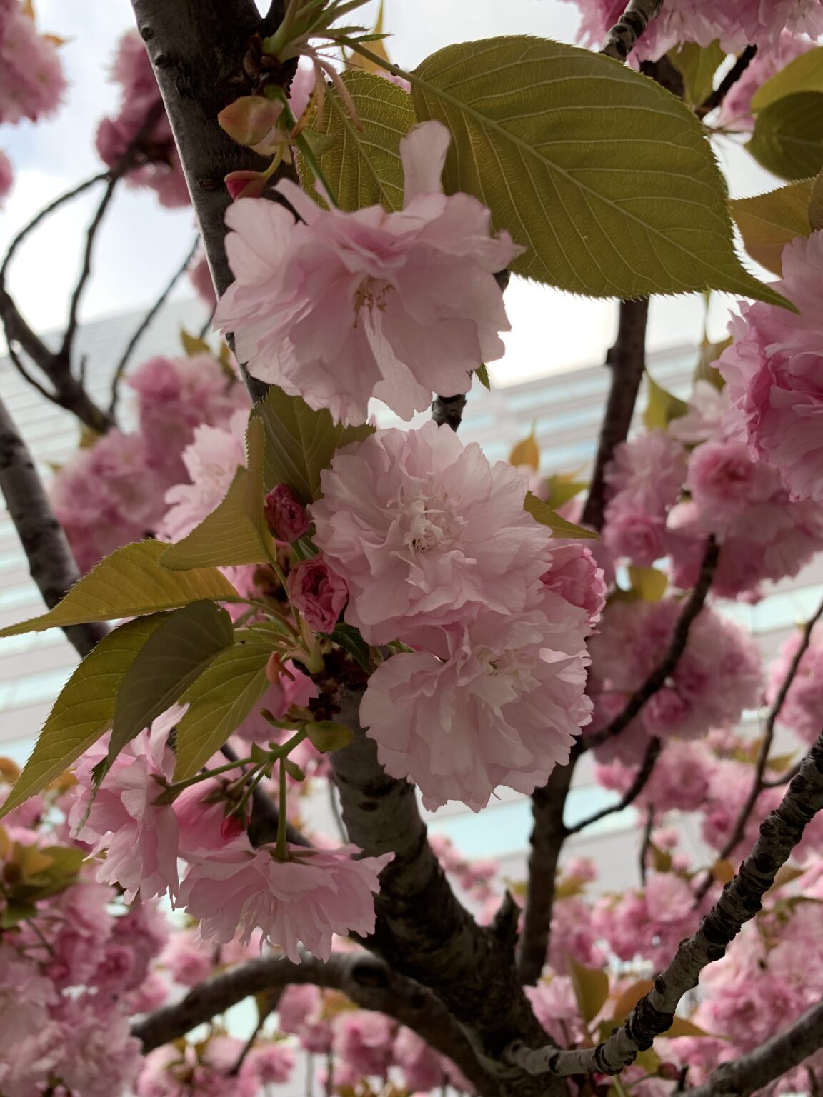 人口比数%でも他民族が国家を支配できるという話から思うこと