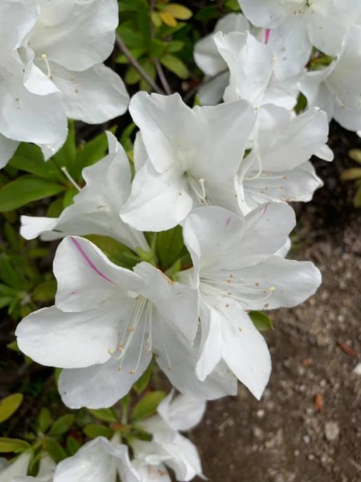 現人神の仕組 現人神の仕組