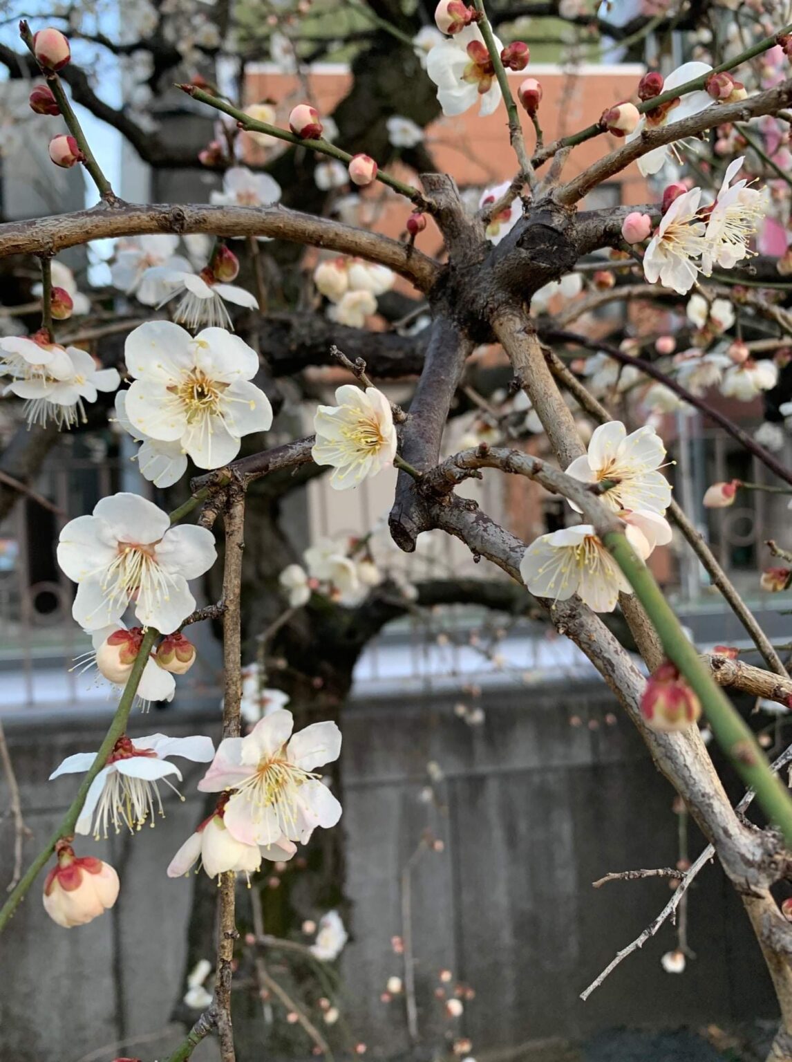 2021年は「水瓶座の時代」と「風の時代」の重複がもたらす巨大な変動の年 2021年は「水瓶座の時代」と「風の時代」の重複がもたらす巨大な変動の年