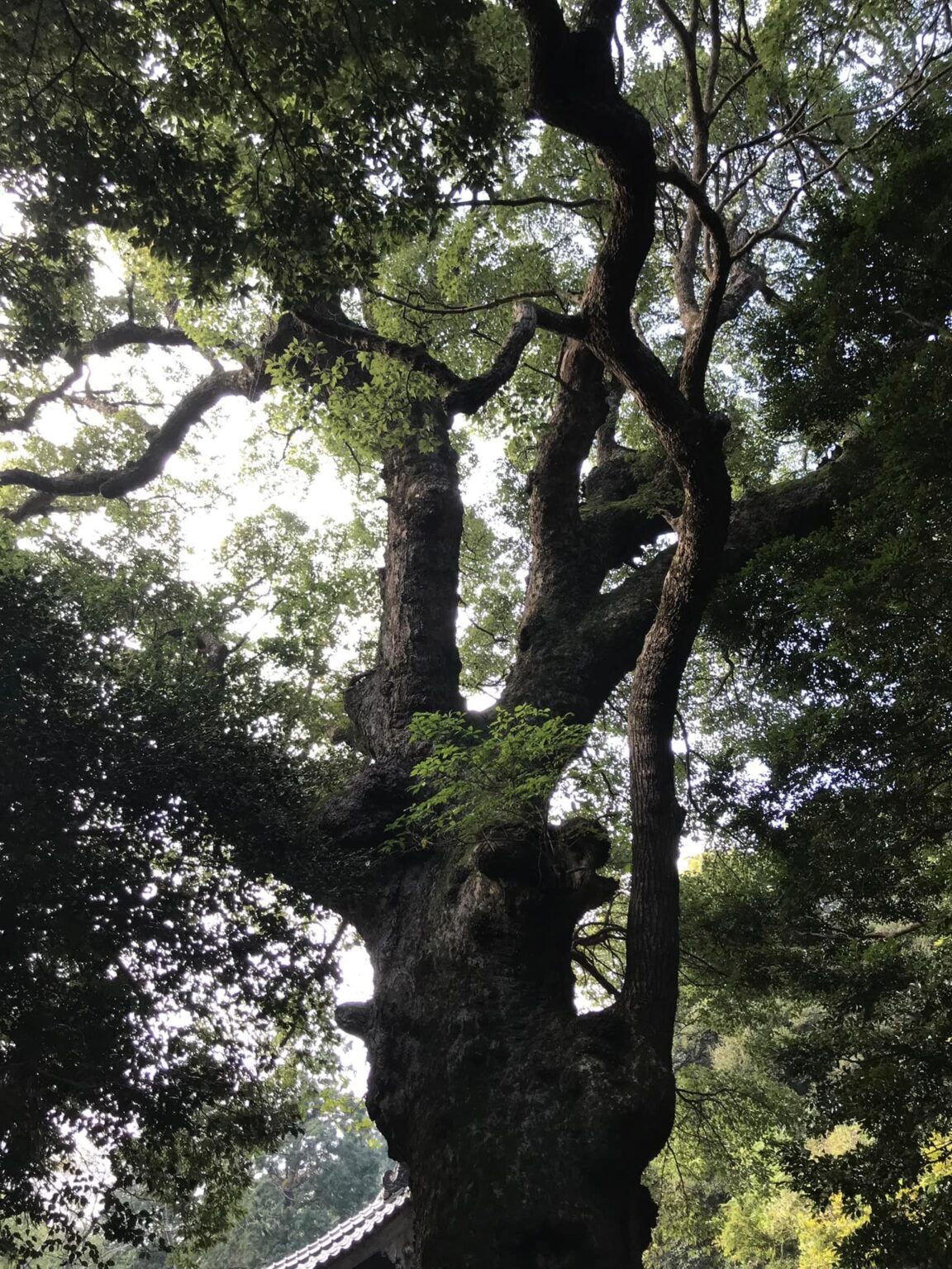 対馬　多久頭魂神社　神木