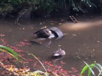 下落合 東山藤稲荷神社