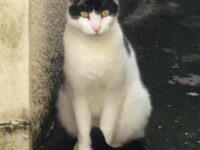 下落合 東山藤稲荷神社