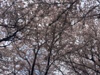 谷中 岡倉天心旧宅跡