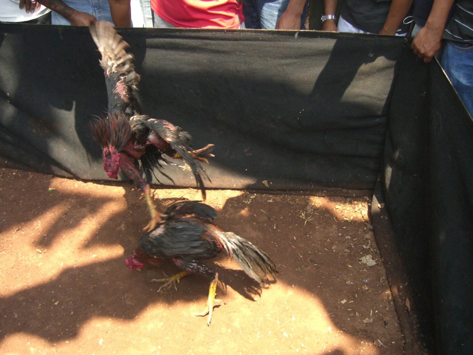 グローバリズムと平等とは本質的に同義である 闘鶏