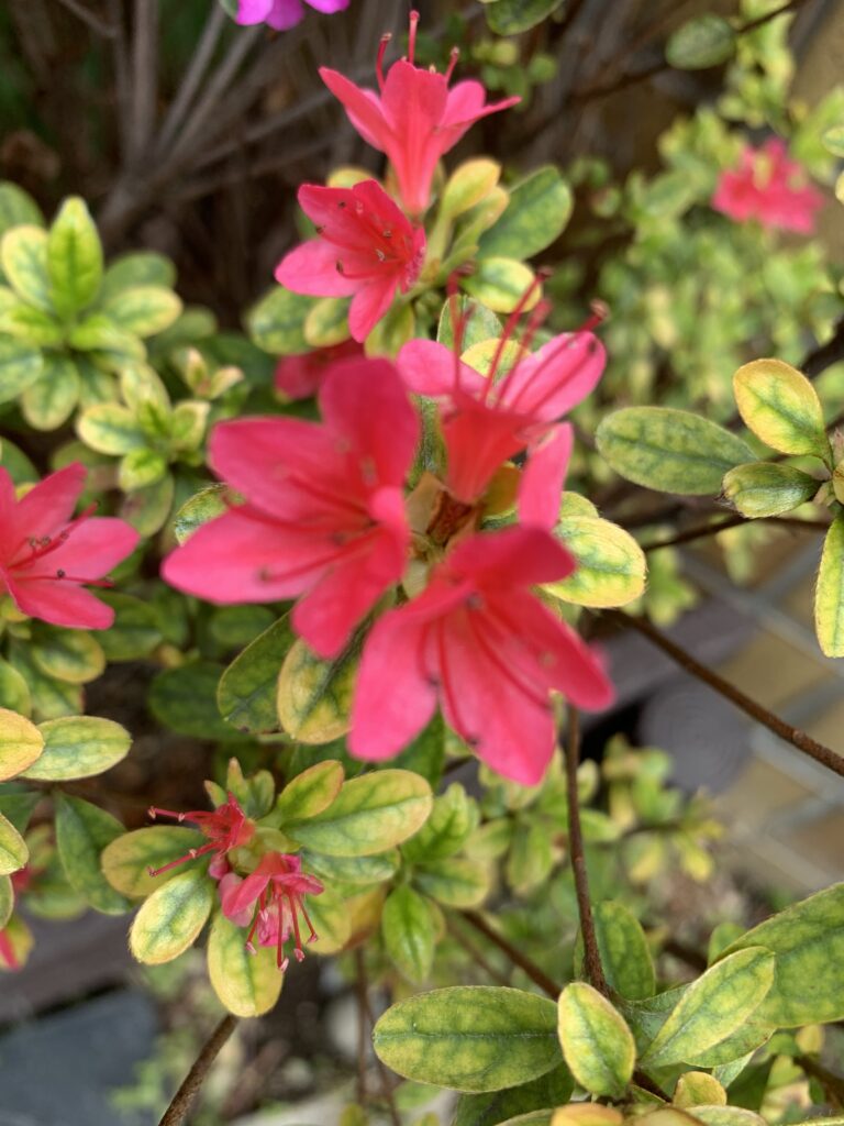 かつての社会党のように 日本を取り巻く来年以降の大変動についての独り言