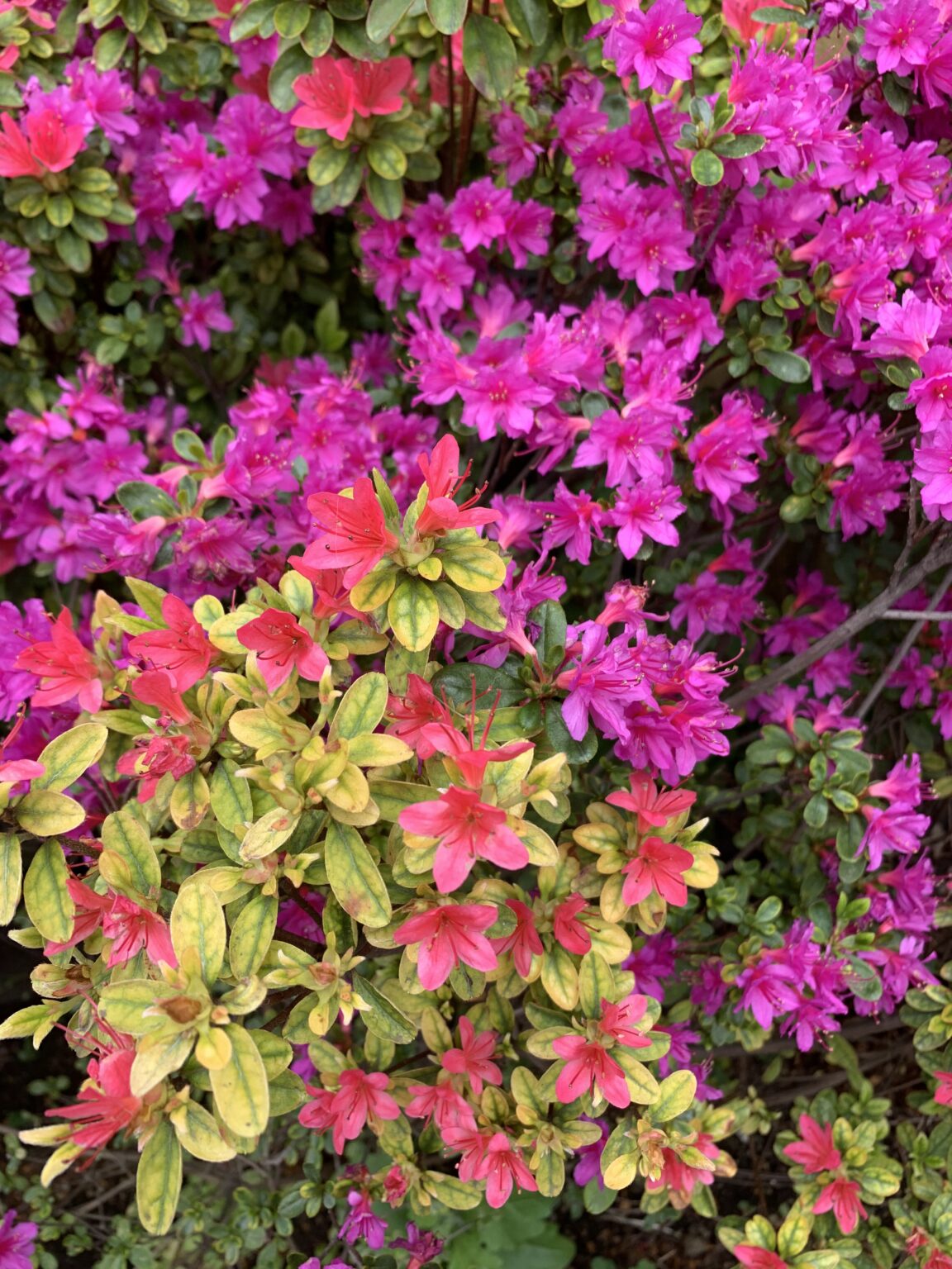 LGBTという「西洋発の」の思想と日本人的な発想の根本的な違いについて