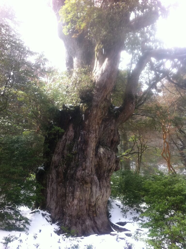 「縄文ブーム」の深層