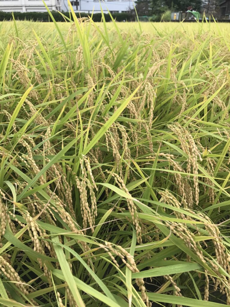 食の国 日本 ー 折口信夫『大嘗祭の本義』とハワイの神々の言葉から