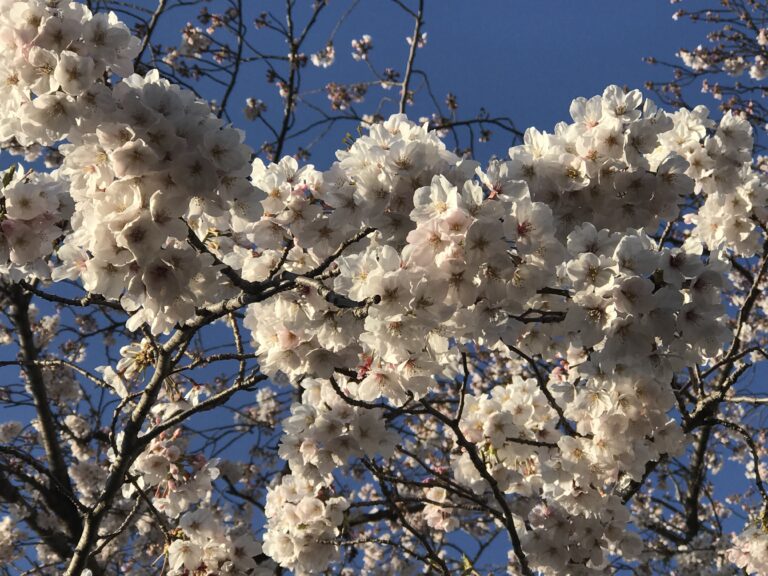 韓国人の名前読みと表記について